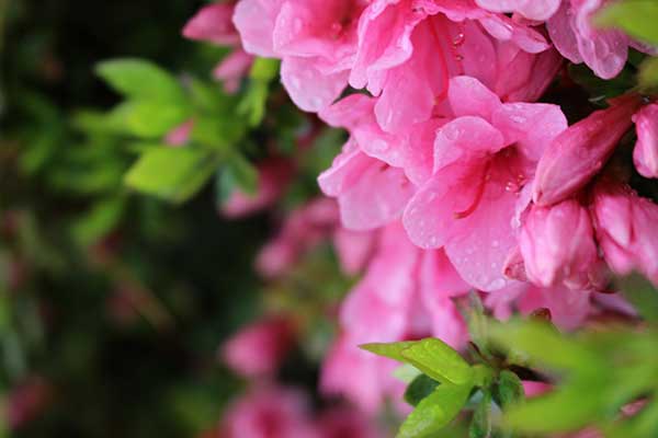 青薬web広報2018年3月号