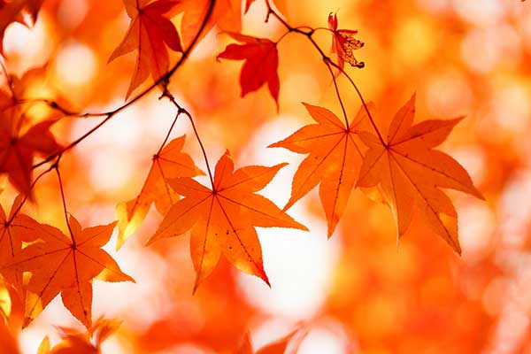 青薬web広報2018年9月号