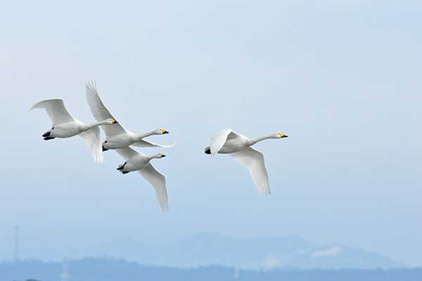 青薬web広報2019年1月号