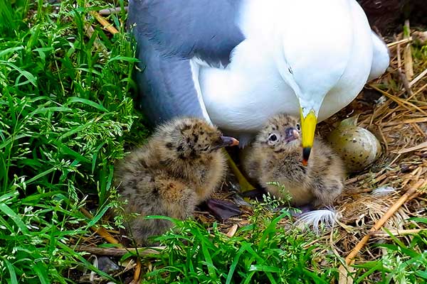 青薬web広報2020年5月号