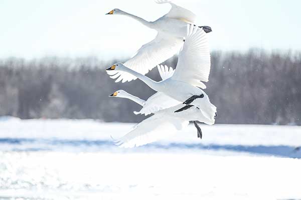 青薬web広報2020年11月号