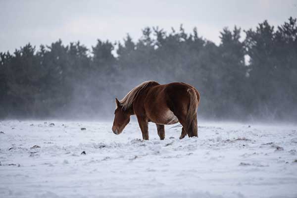 青薬web広報2021年01月号