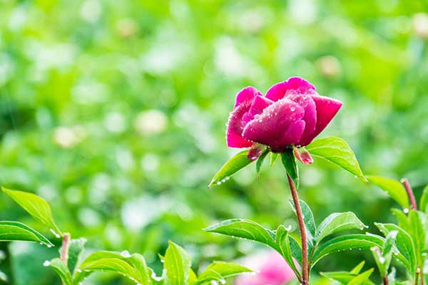 青薬web広報2021年05月号