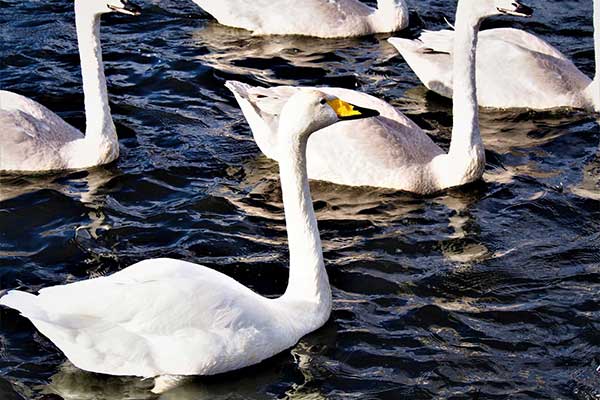 青薬web広報2022年11月号