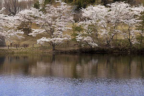 青薬web広報2023年3月号