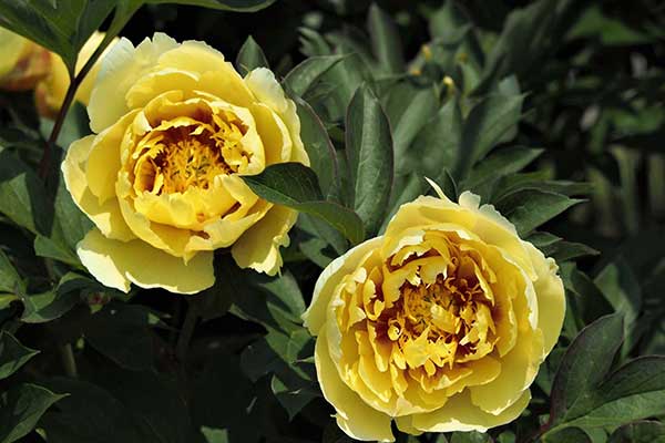 青薬web広報2023年5月号