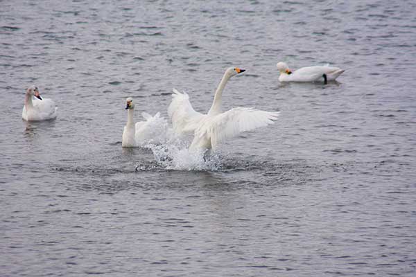 青薬web広報2023年11月号