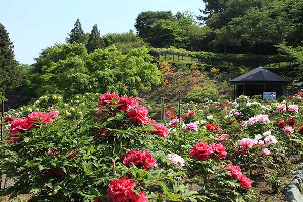 青薬web広報2024年5月号