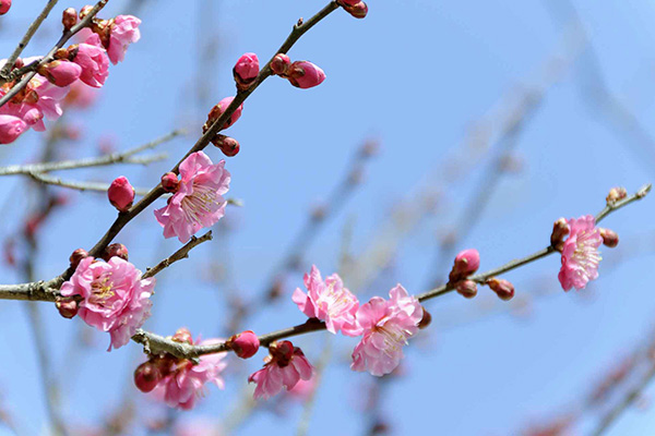 青薬web広報2025年3月号