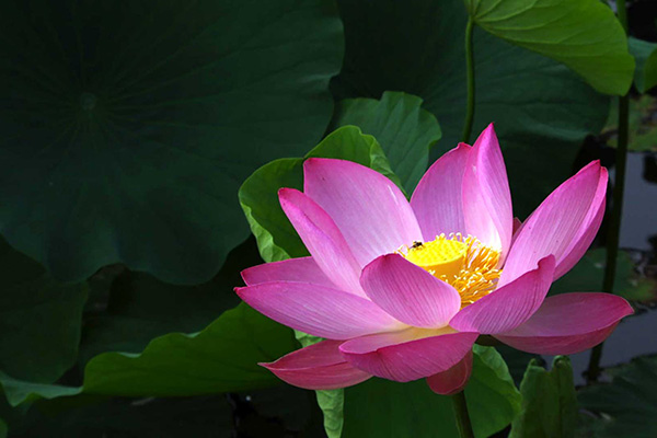 青薬web広報2025年7月号