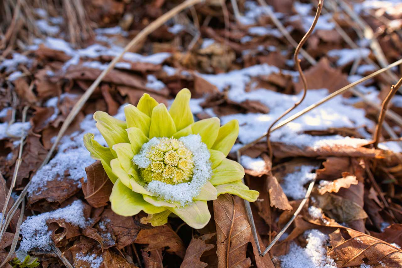 青薬web広報2026年3月号